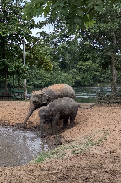 Two elephants beside a muddy pool