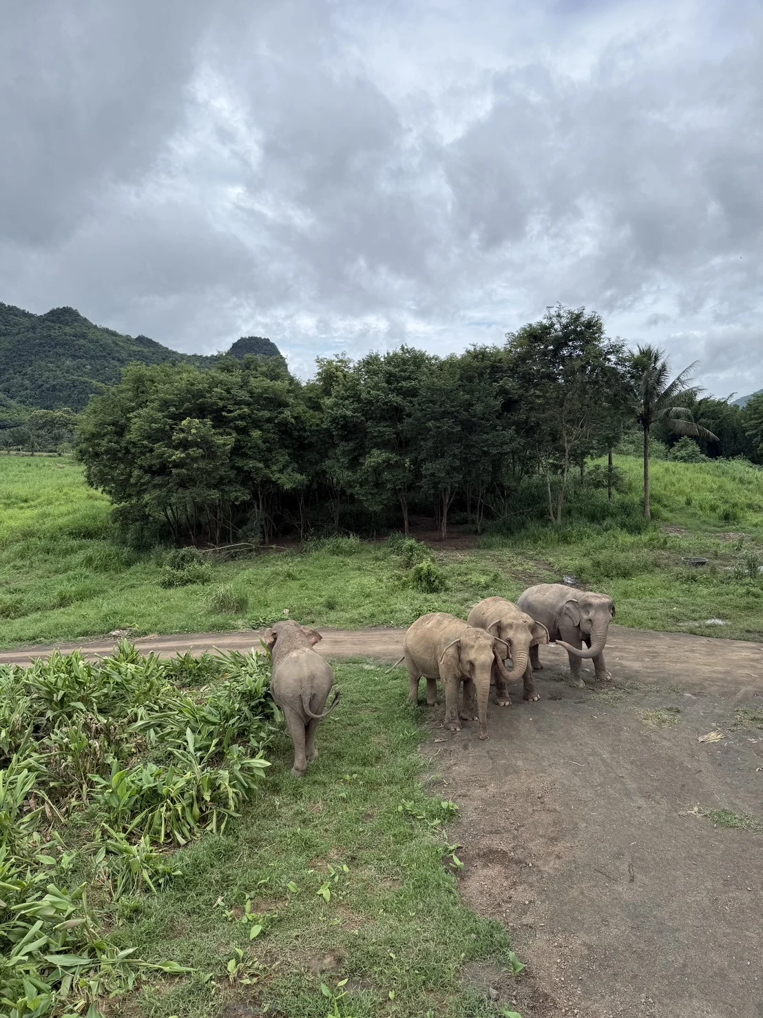 Elephants in a green landscape